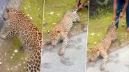 Viral Video: तेंदुए की पूंछ पकड़कर खींचता दिखा शख्स, उसके चंगुल से खुद को छुड़ाने की कोशिश करता रहा जानवर